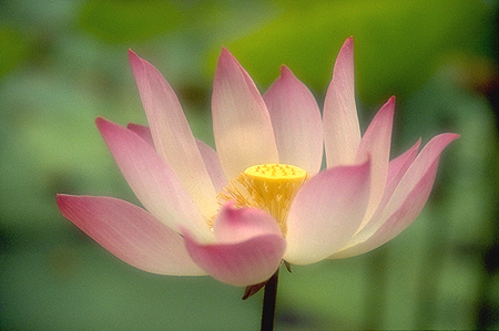 lotus08.jpg